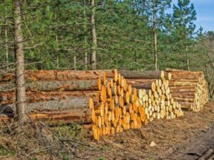 diversi tronchi provenienti da foreste certificate fsc