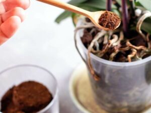 residui di caffè per il compostaggio della pianta