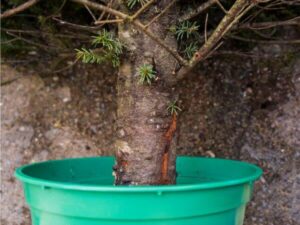 albero di natale vero con radici piantato in un vaso verde